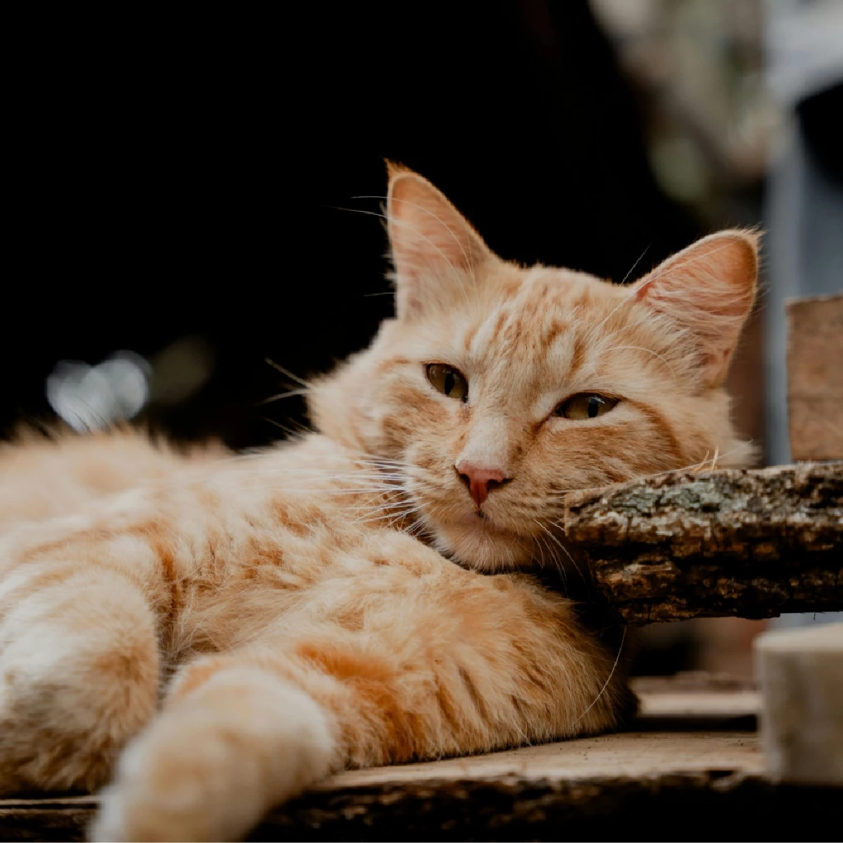 สังเกต 7 สัญญาณเตือนเมื่อแมวป่วยหนักและเข้าสู่ช่วงวาระสุดท้าย