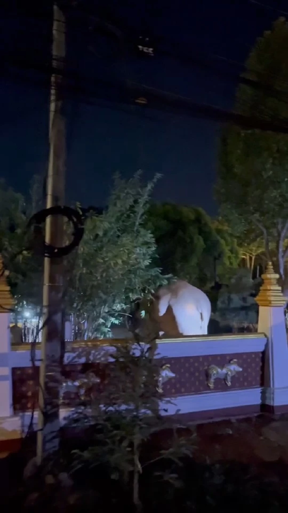 ขนลุกทั้งวัด! “พลายเบี่ยงเล็ก” โผล่ร่วมเวียนเทียนวันมาฆบูชา