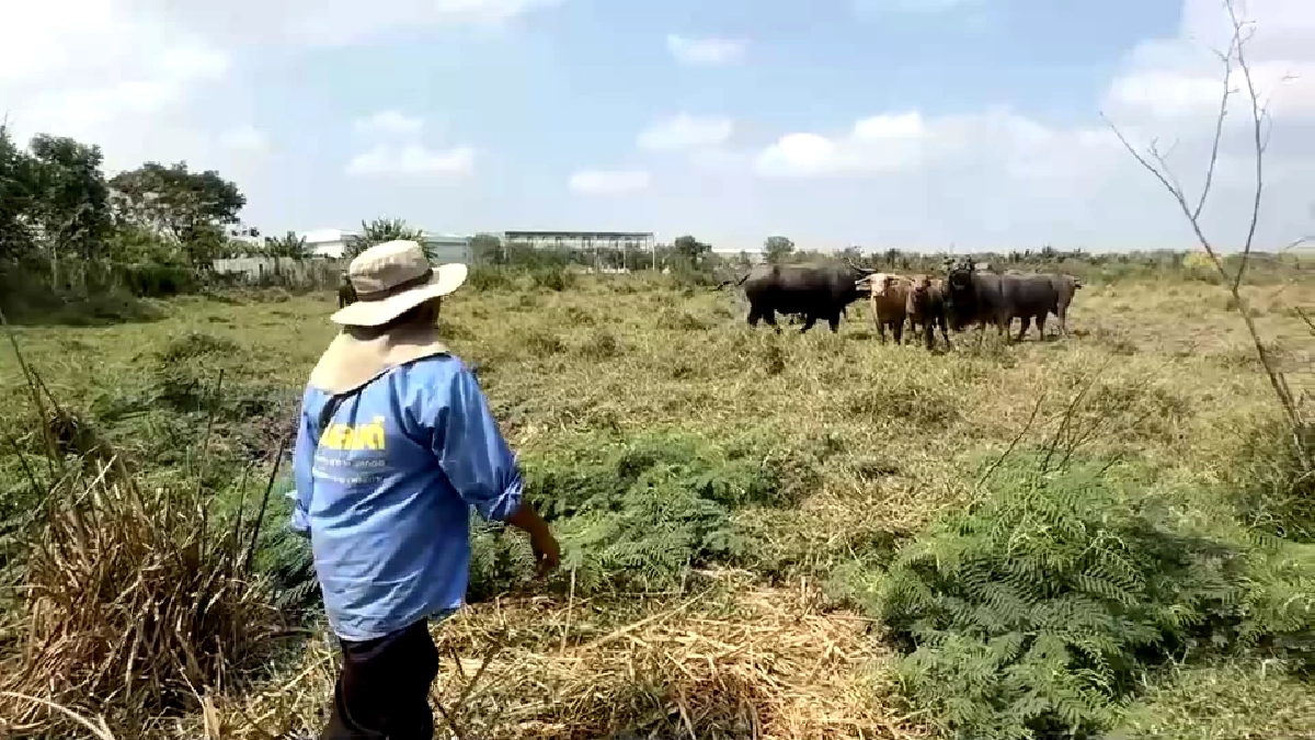 สู้ค่าน้ำมันพุ่ง! ชาวบ้านเปิดเช่าควายไถนา ลดต้นทุนฟื้นวิถีไทย