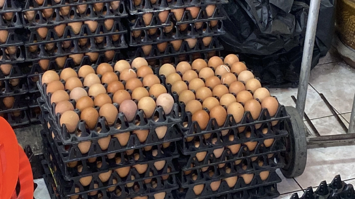 ราคาน้ำมันพ่นพิษ! ไข่ไก่นราฯ พุ่งไม่หยุด ชาวบ้านแห่ตุนรับเช็งเม้ง