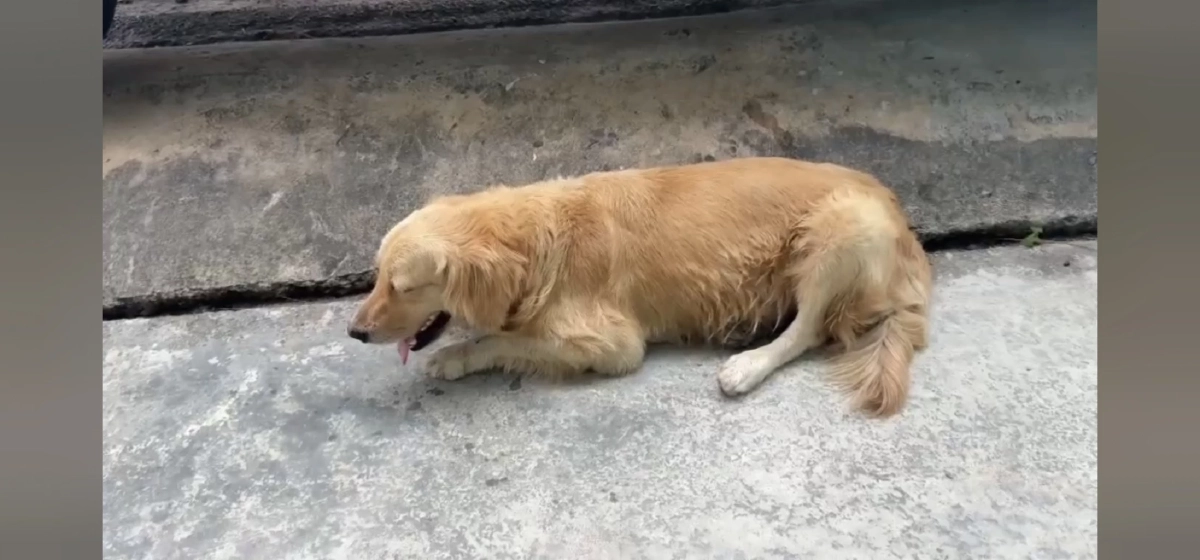 น้ำตาท่วม! โกลเด้นตาบอดจำเจ้าของเก่าได้ เชื่อถูกเจ้าของใหม่ทิ้ง