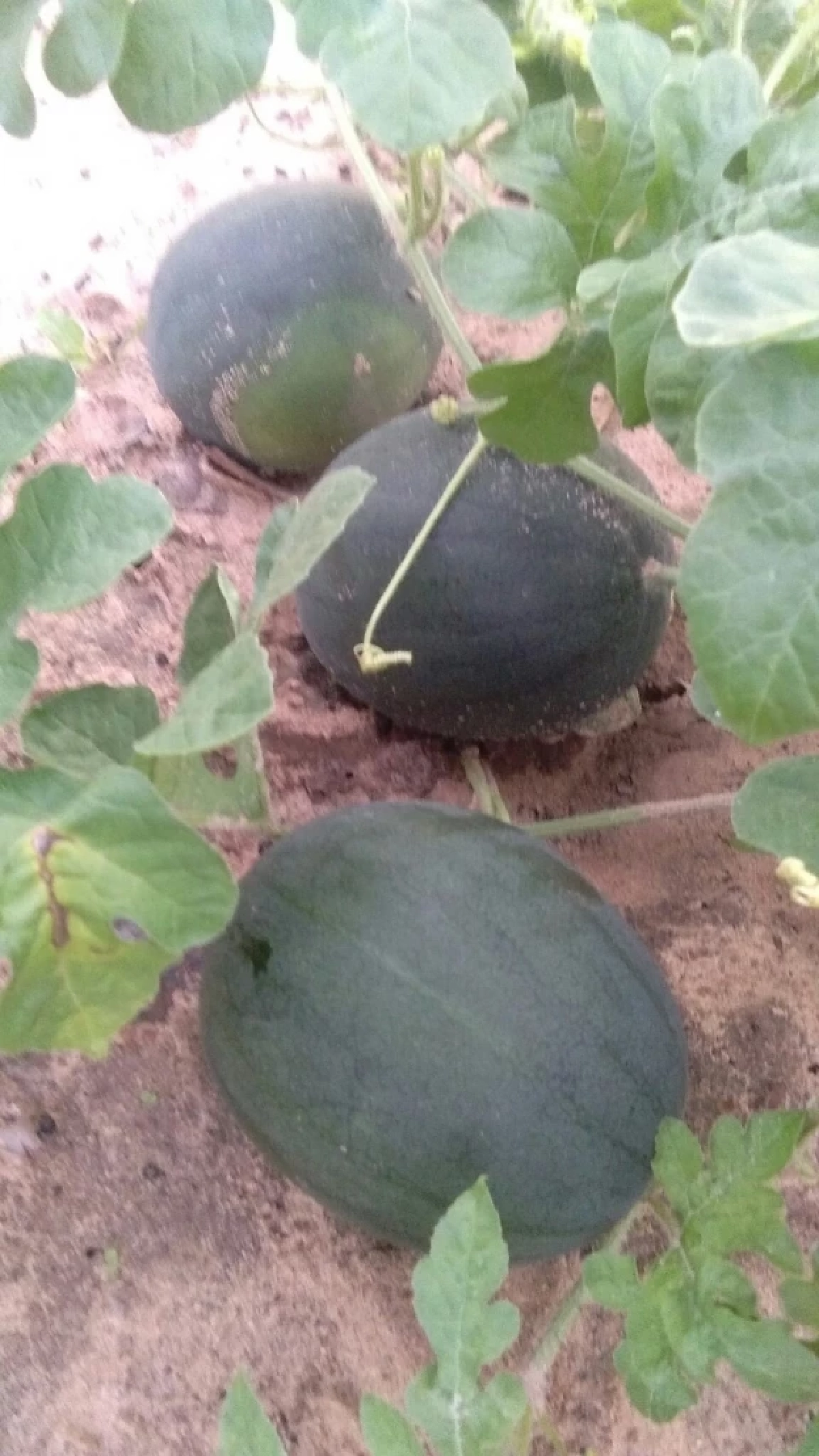 ขึ้นทะเบียน GI  แตงโมหวานยโสธร สร้างมูลค่าเพิ่ม ยกระดับเศรษฐกิจชุมชน