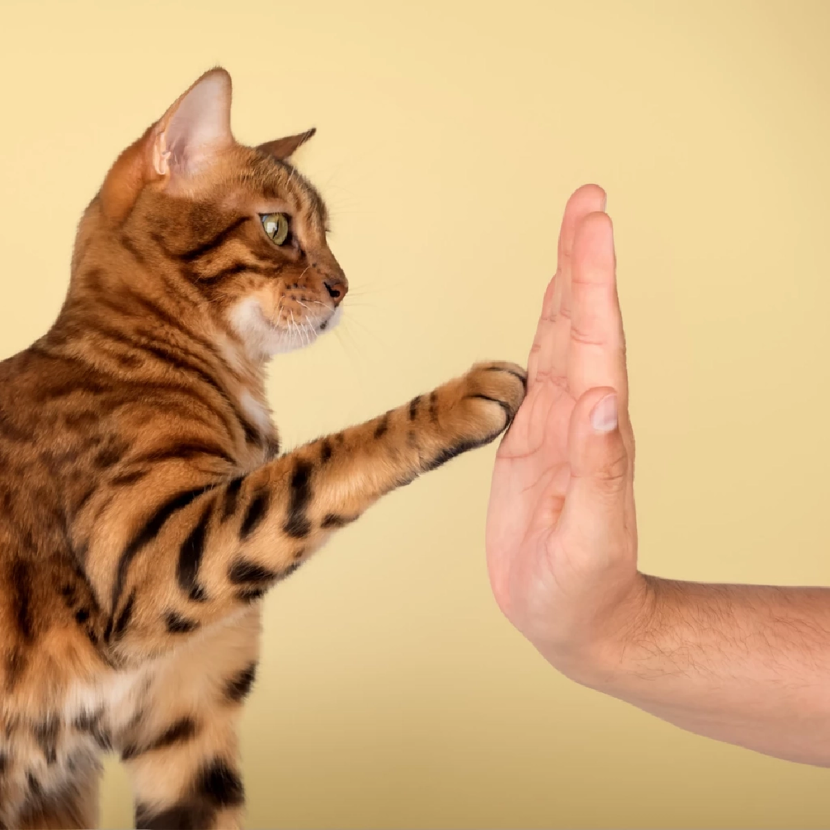 สื่อญี่ปุ่นชี้ไทยเข้าสู่ Cat Economy คาดตลาดพุ่งแสนล้านปี 2026