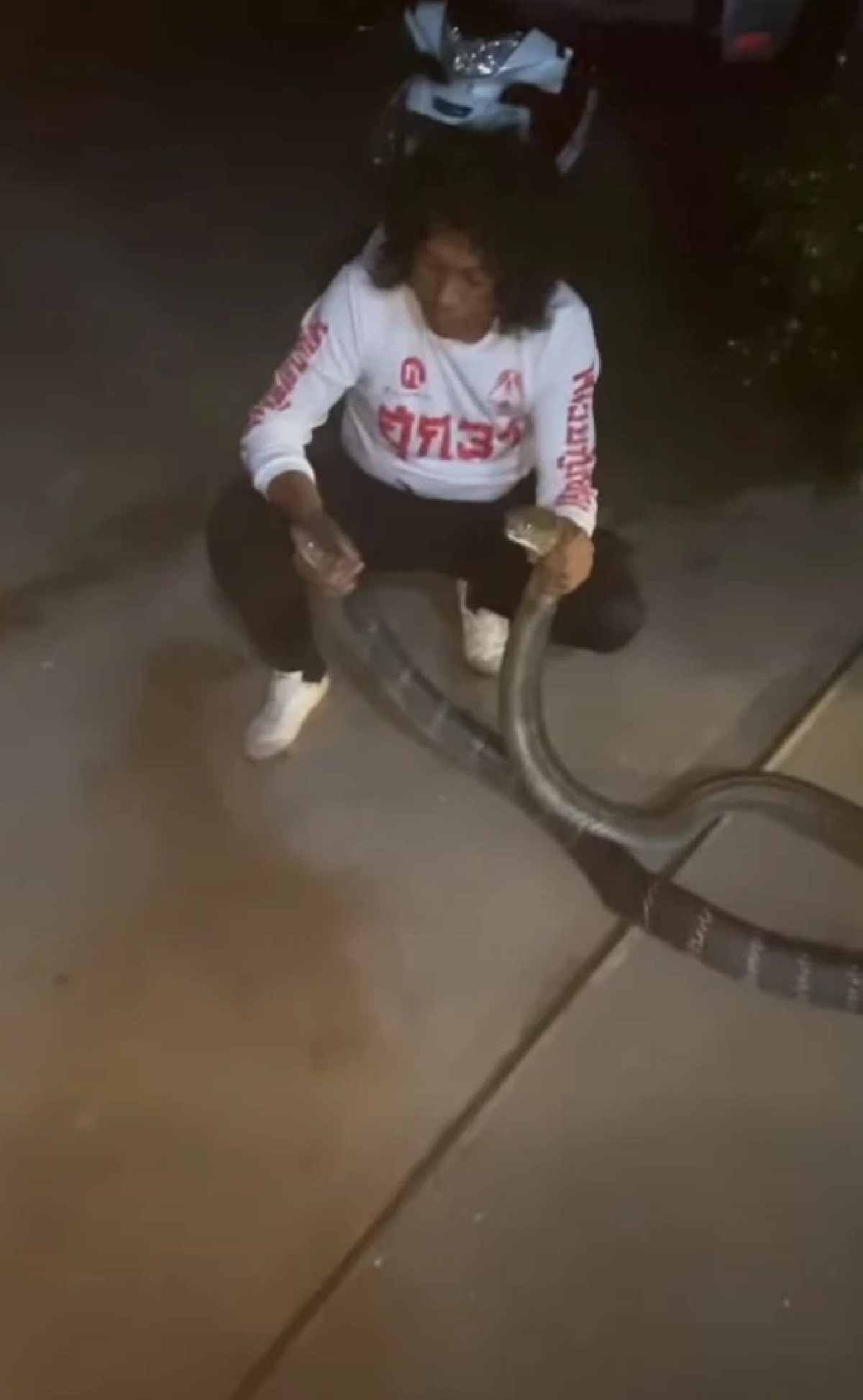 เปิดบ้านเลขที่ งูจงอางขนาดใหญ่ 2 ตัว เปิดศึกกลางลานบ้าน