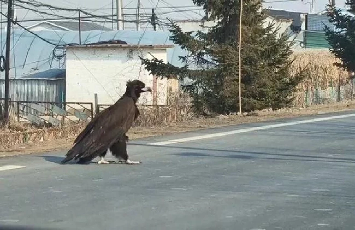 นกยักษ์สูงเกือบเมตร เดินข้ามถนน แถมไม่ใช่ AI รู้เฉลยยิ่งขนลุกซู่