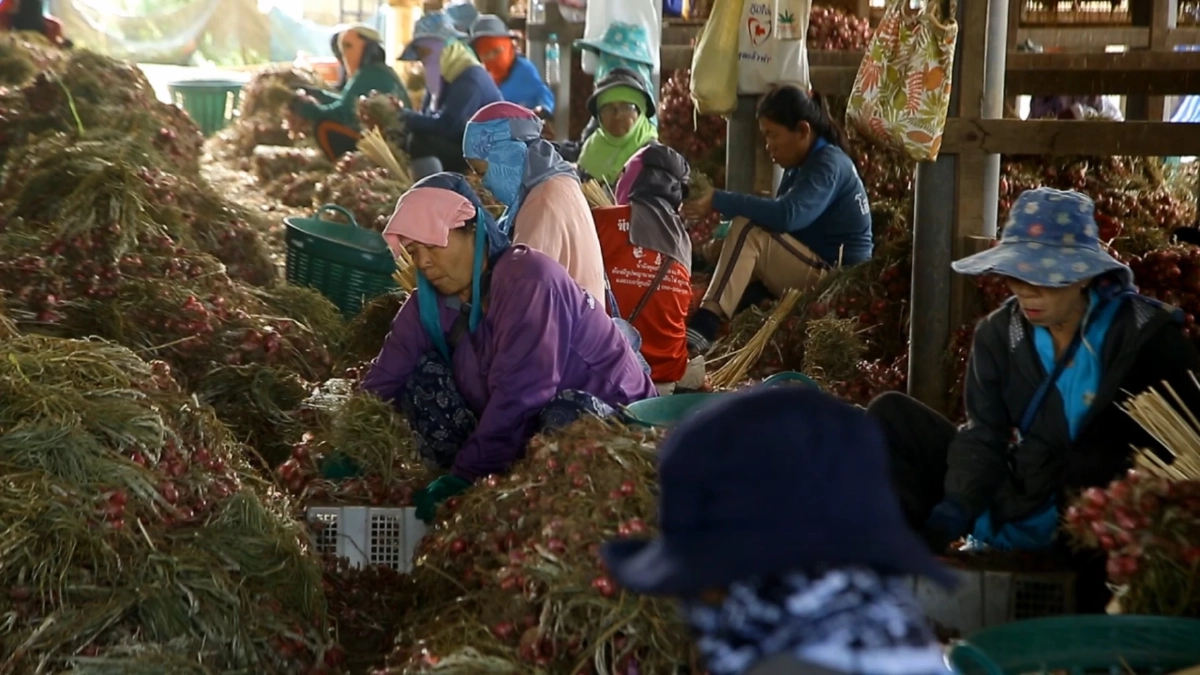 วิกฤตหอมลำพูนราคาดิ่งต่ำสุดในรอบ 10 ปี ชาวสวนแบกหนี้อ่วม