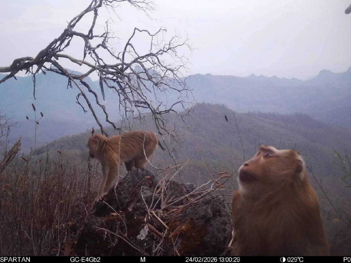 เปิดภาพ ลิงกังเหนือ เจ้าถิ่นสันปันแดน กับทรงผมเหมือนใส่หมวกแก๊ป