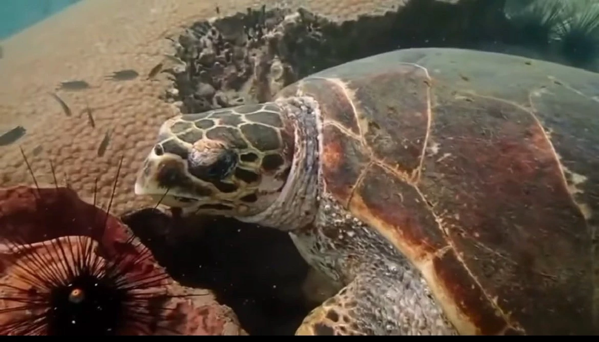 ระดมช่วย Manasa เต่ากระขวัญใจพัทยาถูกเบ็ดเกี่ยวคอปลอดภัยแล้ว