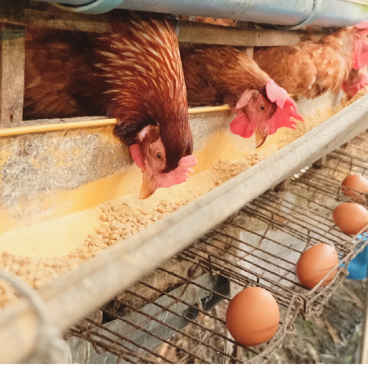 มือใหม่หัดเลี้ยงไก่ เตรียมตัวอย่างไรให้ได้ไข่กินทุกวัน