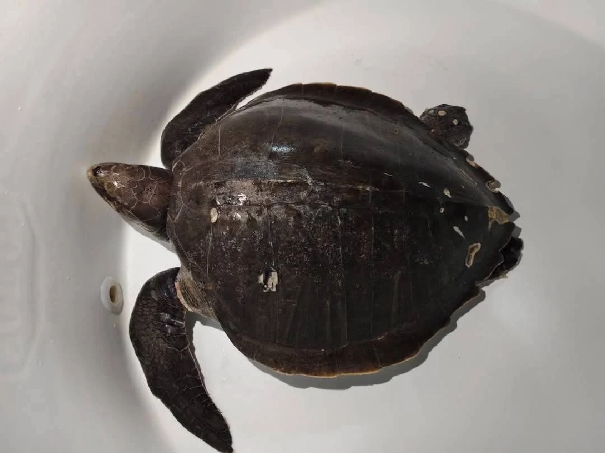 อุทยานฯ สิมิลัน ช่วยเต่าหญ้าติดอวนเกาะบอน ส่งรักษาภูเก็ต