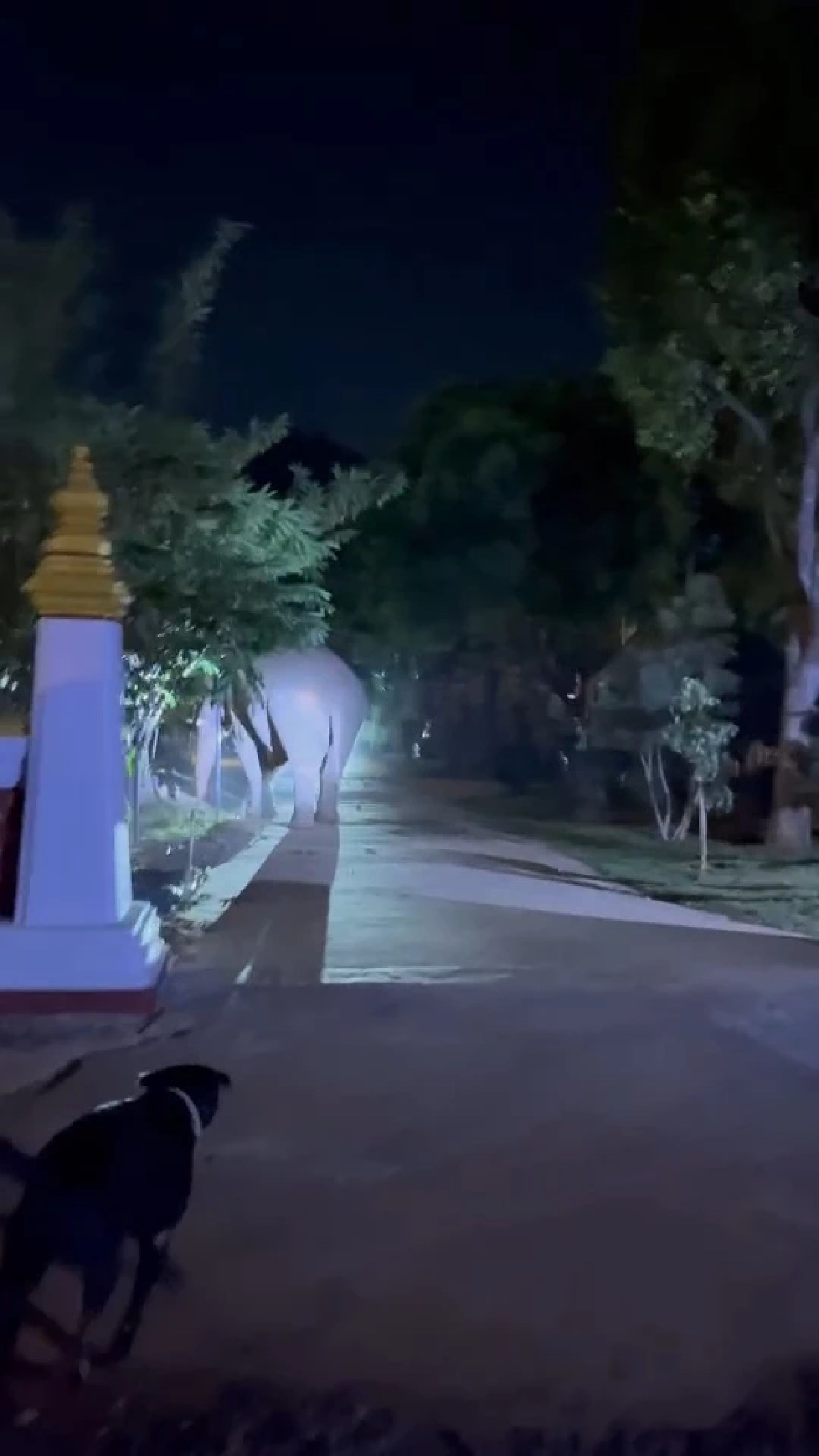 ขนลุกทั้งวัด! “พลายเบี่ยงเล็ก” โผล่ร่วมเวียนเทียนวันมาฆบูชา