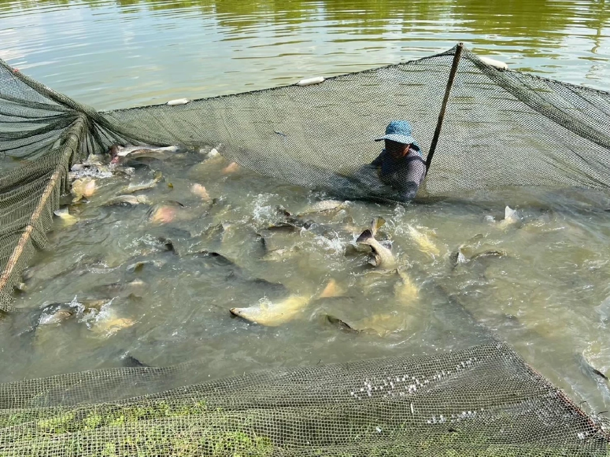 กรมทรัพย์สินทางปัญญา ขึ้นทะเบียน ปลากะพงสองน้ำสมุทรปราการ เป็น GI น้องใหม่