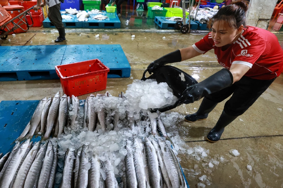 แพปลาโอดน้ำมันพุ่ง-ต้นทุนพุ่ง 30% วอนรัฐคุมราคาอุปกรณ์ด่วน
