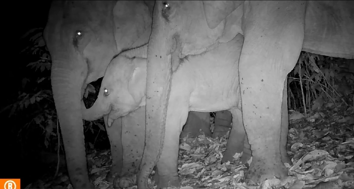 ภาพล่าสุด "ณเดช" โผล่กลางป่าแก่งกระจาน พร้อมจระเข้ไทยหายาก