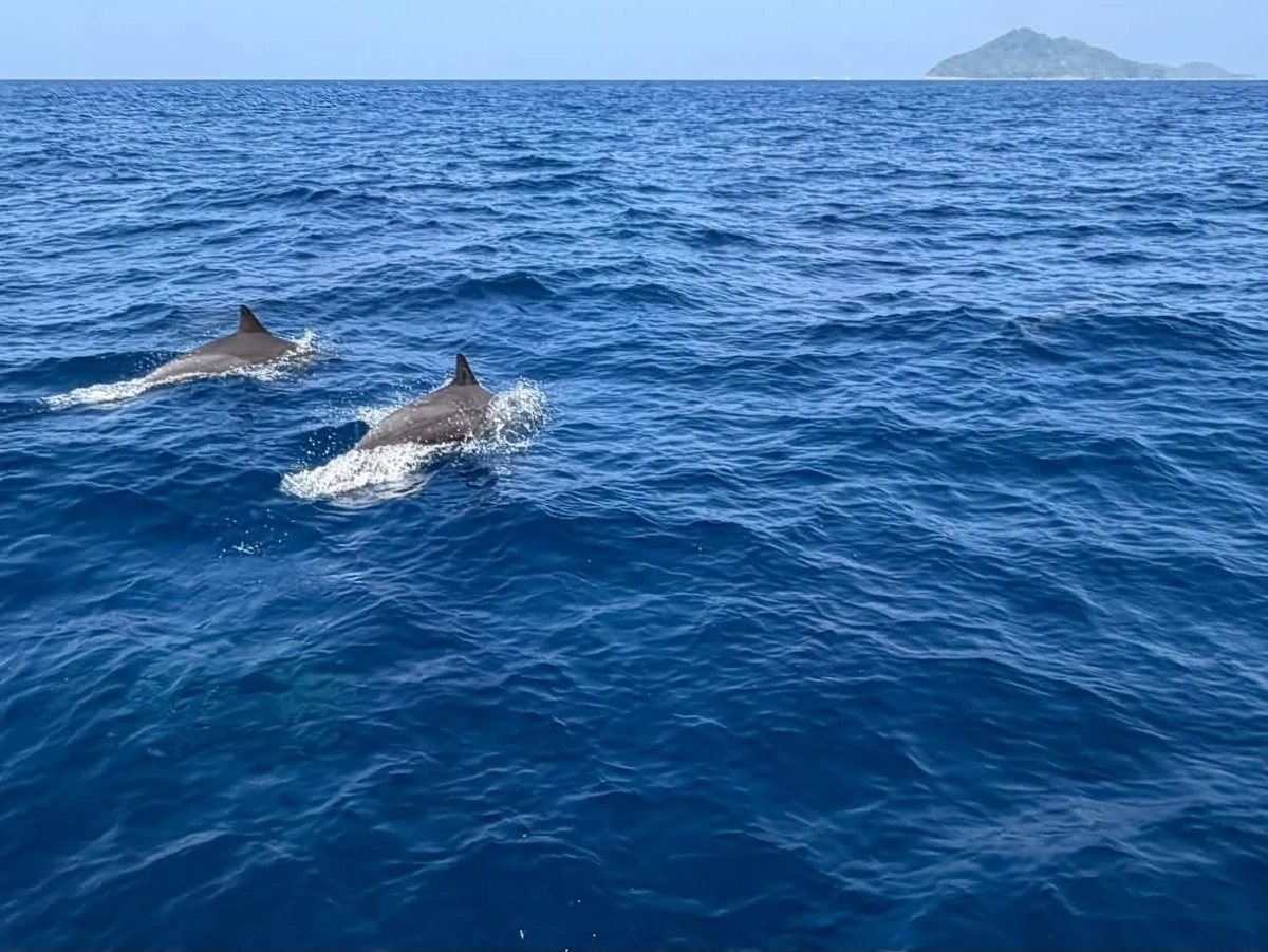 สิมิลันพบฝูงโลมาปากขวดกว่า 100 ตัว บ่งชี้ทะเลไทยสมบูรณ์