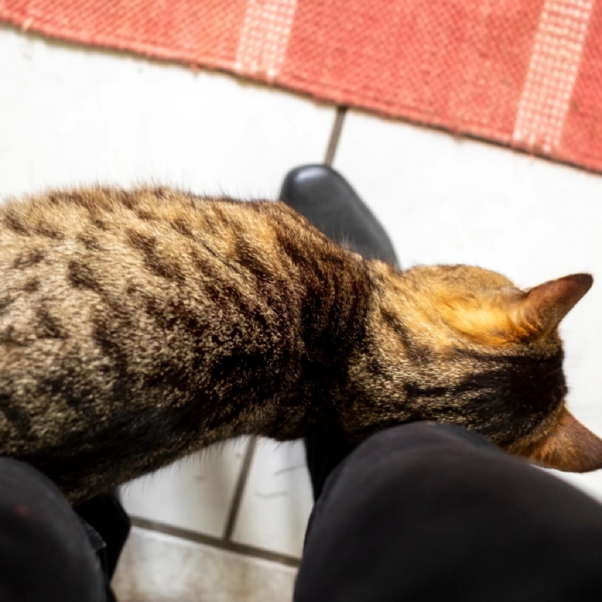 แมวถูหัวบอกอะไร? เผยความลับใต้ฟีโรโมนที่ทาสอาจไม่เคยรู้