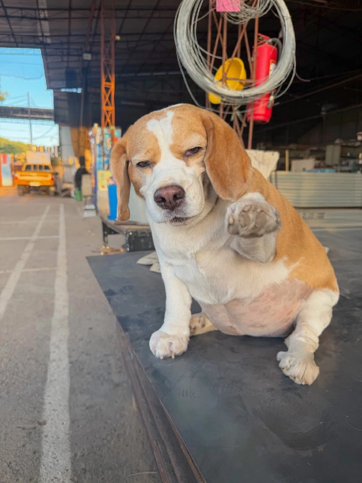 ส่งกำลังใจ "มู่ทู่" หมามีมดัง ป่วยมะเร็งเตรียมผ่าตัดโอกาสรอดน้อย