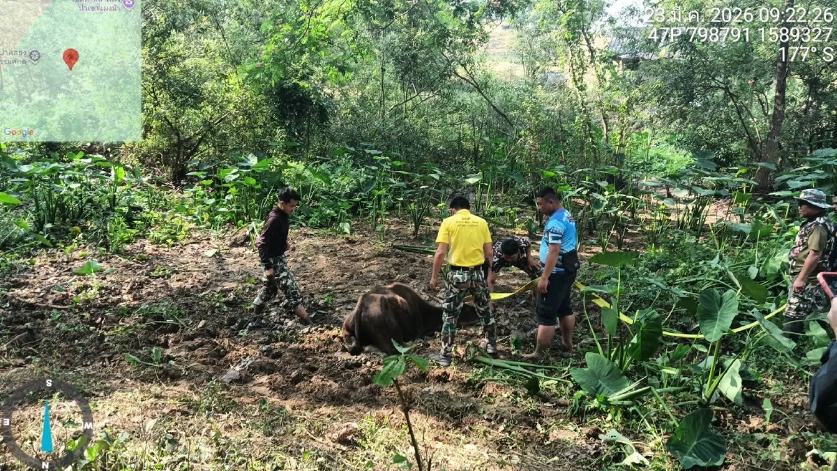 วินาทีชีวิต! กระทิงป่าจมโคลนดูดครึ่งตัว จนท.ช่วยรอดหวุดหวิด