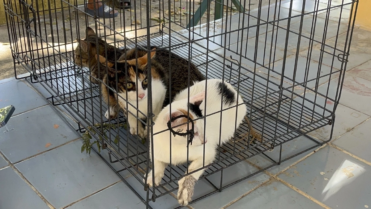 อธิบดีปศุสัตว์เปิดโครงการทำหมันสุนัข-แมวสกัดพิษสุนัขบ้า