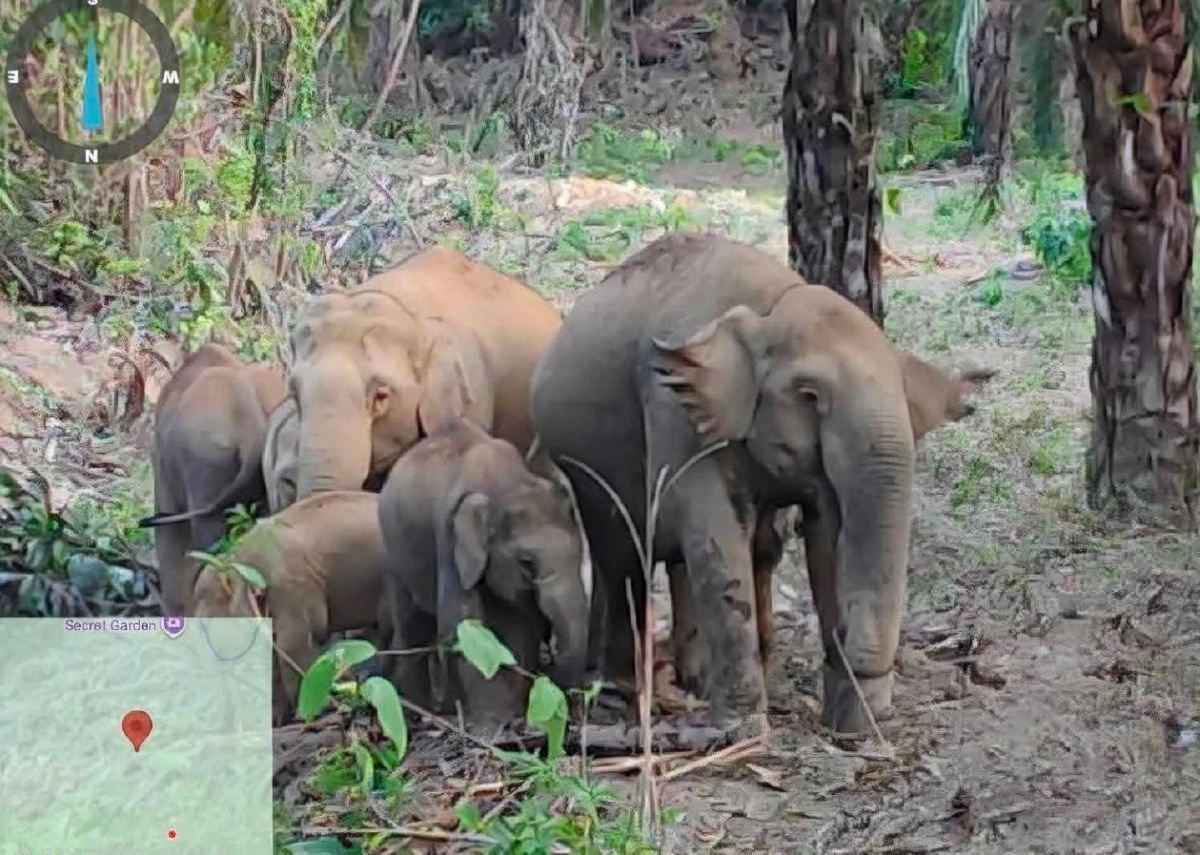 นาทีชีวิต! เร่งช่วยเจ้าจู้ด ลูกช้างป่าเหยื่อน้ำกรด อาการทรุดหนัก