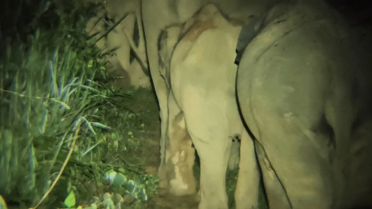 ช้างป่าบุกตราด! อุทยานฯ ตรึงกำลังด่วน ก่อนพลายดังทำสวนพัง