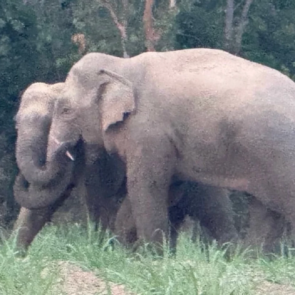 ช้างสีดอคืออะไร? ลักษณะทางกายภาพของช้างตัวผู้ไร้งาที่คุณอาจเข้าใจผิด