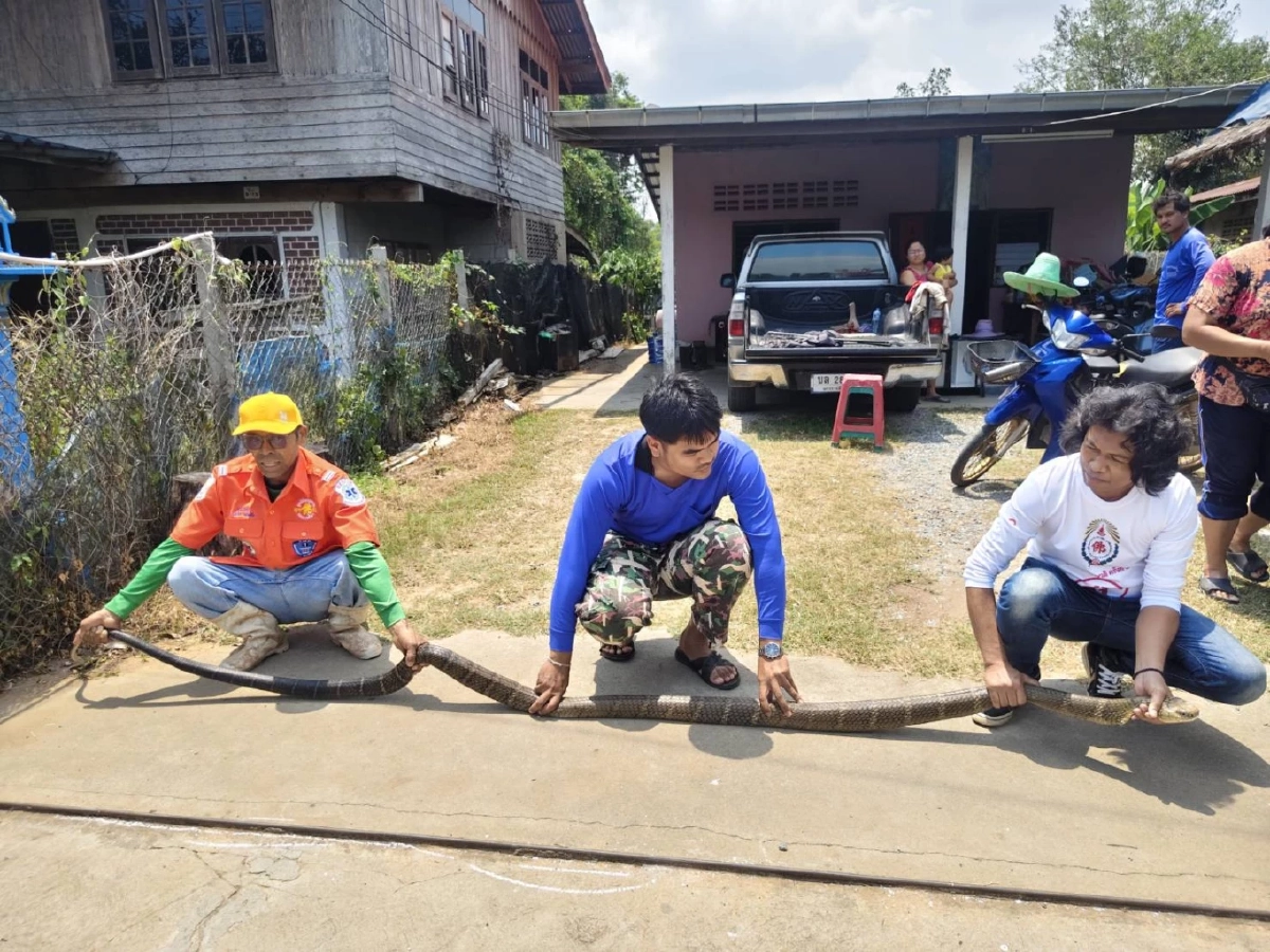 ระทึกวังน้ำเขียว! กู้ภัยสยบจงอางยักษ์ 4 เมตร บุกซุกครัวหนีร้อน