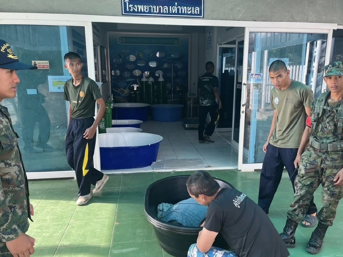 ระดมช่วย Manasa เต่ากระขวัญใจพัทยาถูกเบ็ดเกี่ยวคอปลอดภัยแล้ว