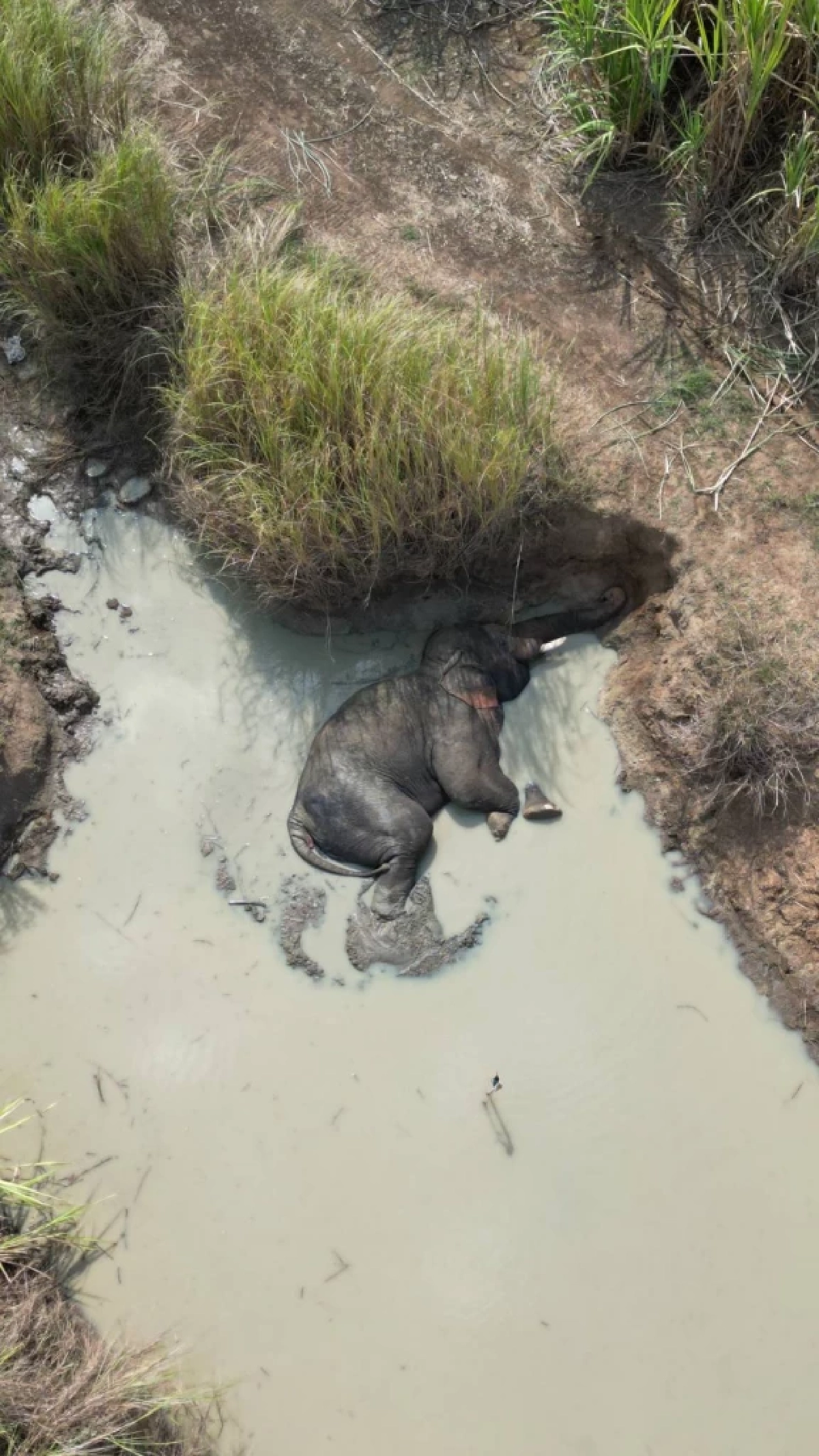 สบอ.1 ปราจีนบุรี ยกระดับเฝ้าระวังช้างป่าเจ้างาเบี่ยงในพื้นที่ไร่อ้อย