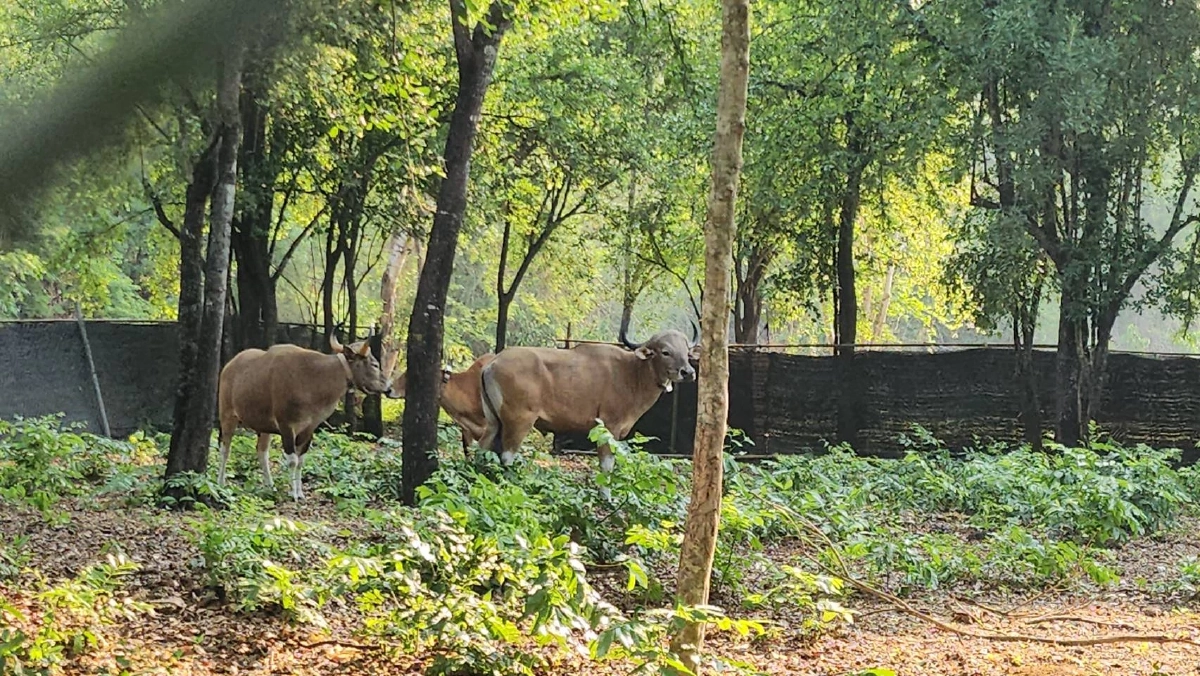 คืนชีพป่าสลักพระ! กาญจนบุรีปล่อยวัวแดงเพิ่ม 3 ตัว สู่ธรรมชาติ