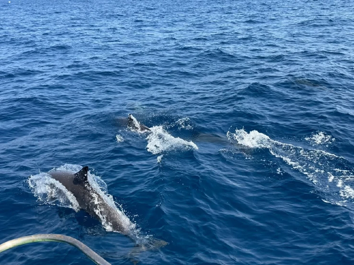 สิมิลันพบฝูงโลมาปากขวดกว่า 100 ตัว บ่งชี้ทะเลไทยสมบูรณ์