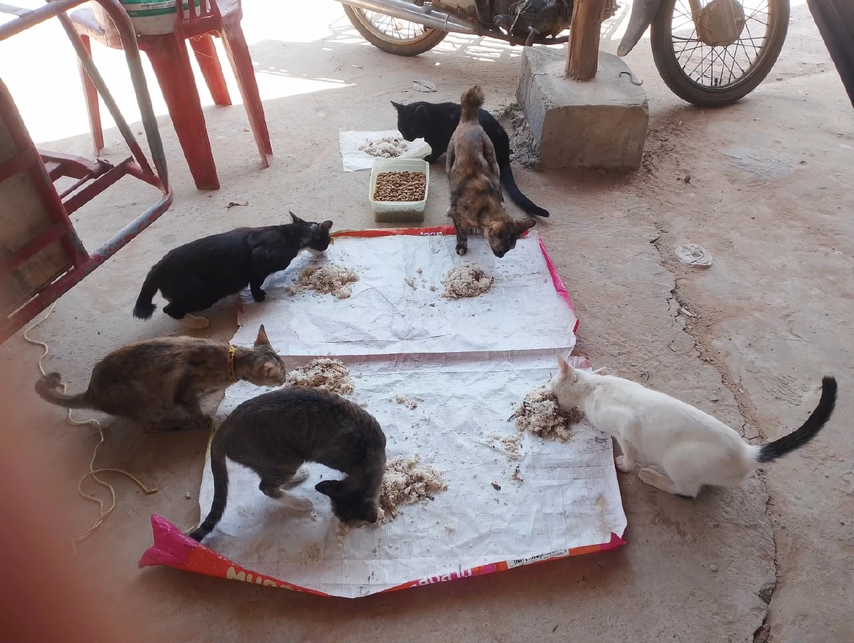 เตือนสายบุญ! ให้ข้าวหมาจรเสี่ยงคุก-ปรับแสน ฐานเป็นเจ้าของ