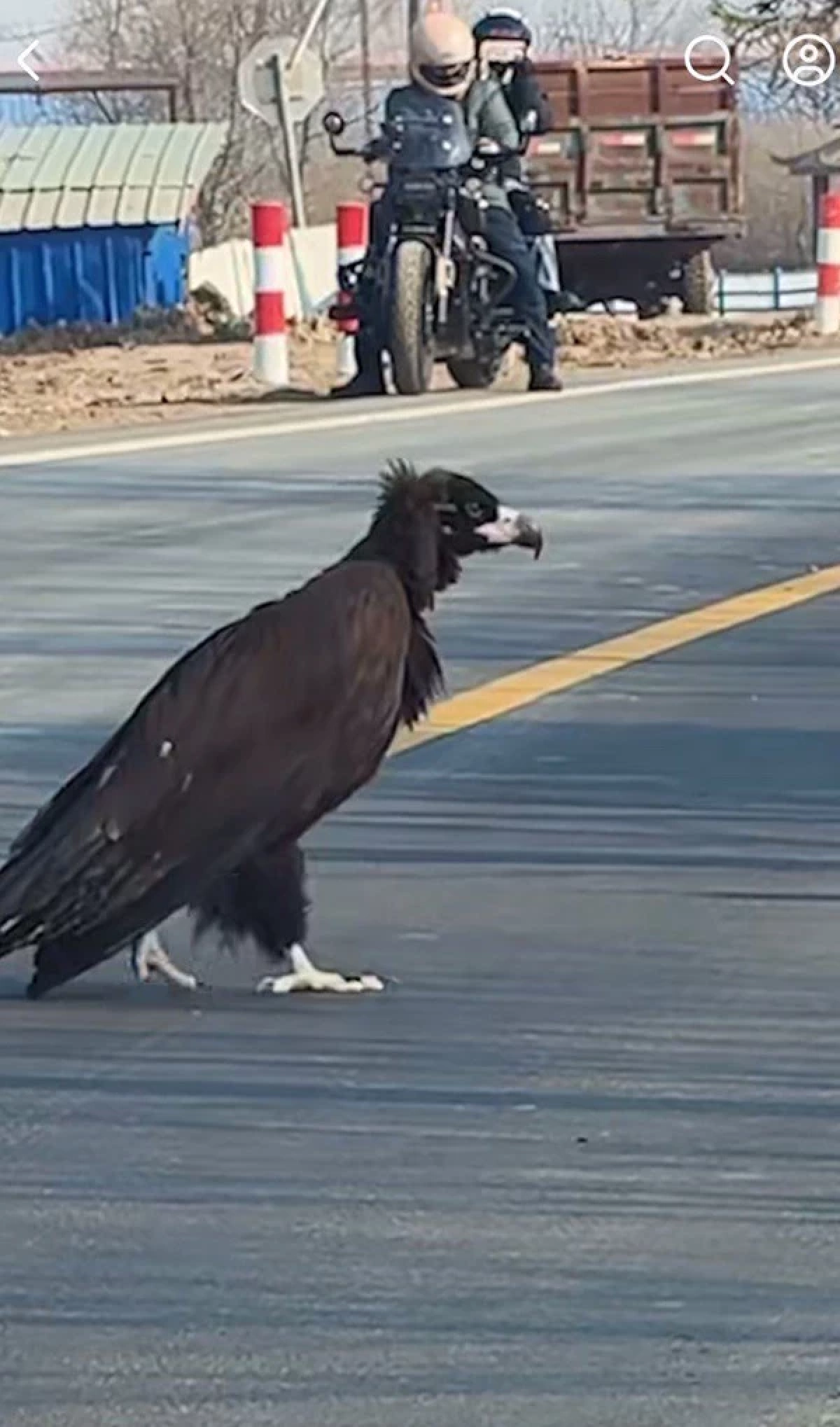 นกยักษ์สูงเกือบเมตร เดินข้ามถนน แถมไม่ใช่ AI รู้เฉลยยิ่งขนลุกซู่