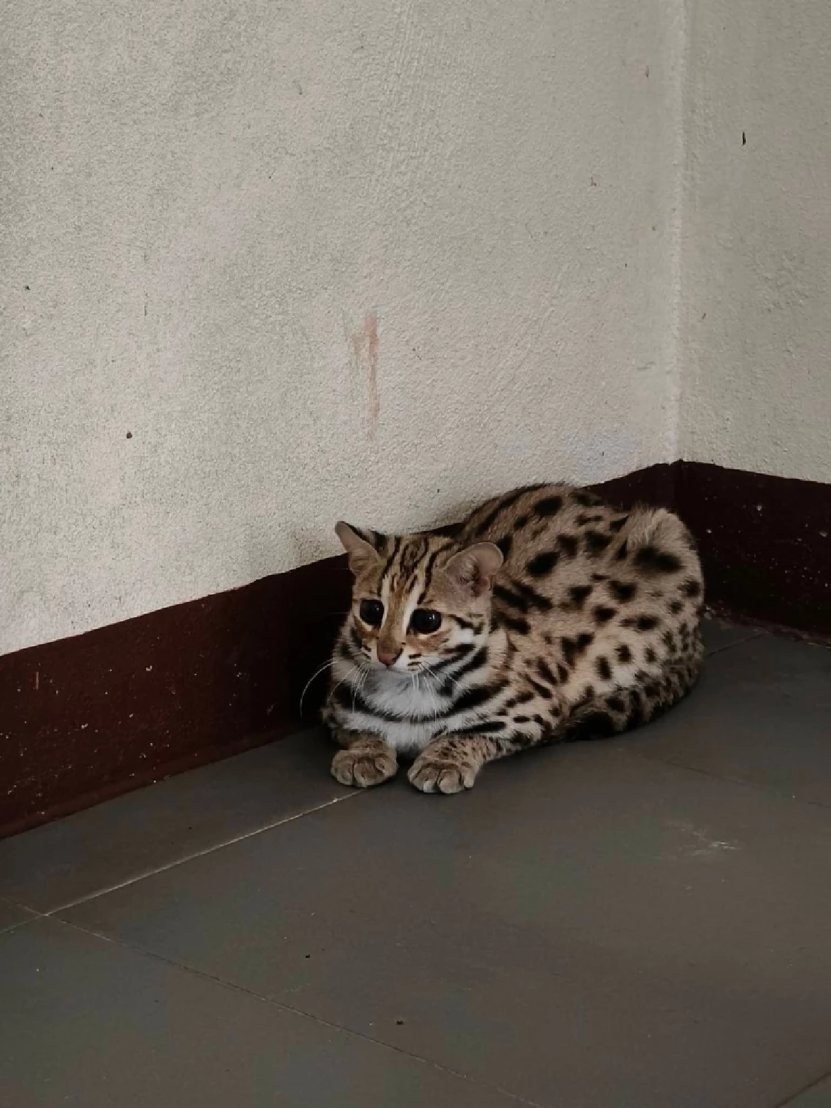 เปิดบ้านคลินิกสัตว์ป่า นครสวรรค์ ต้อนรับสมาชิกใหม่ ลูกแมวดาว