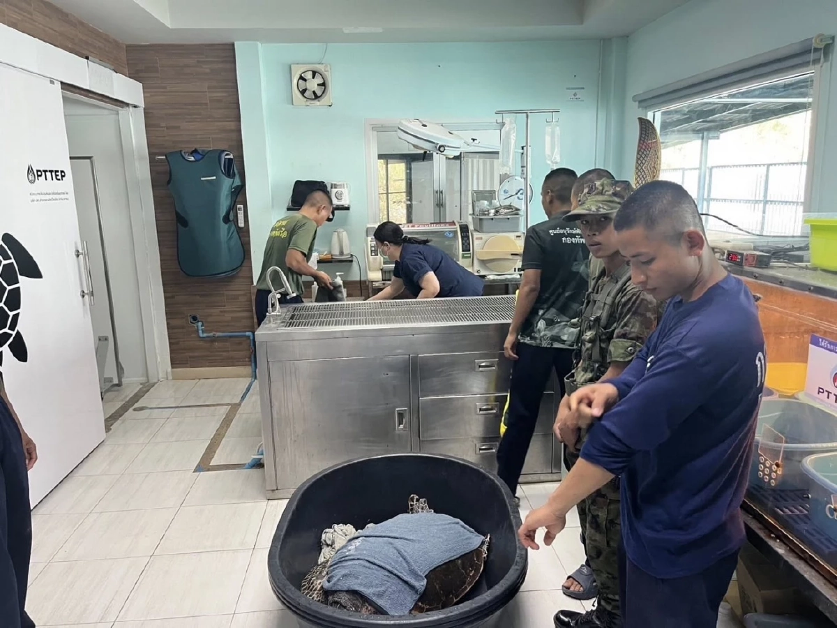 ระดมช่วย Manasa เต่ากระขวัญใจพัทยาถูกเบ็ดเกี่ยวคอปลอดภัยแล้ว