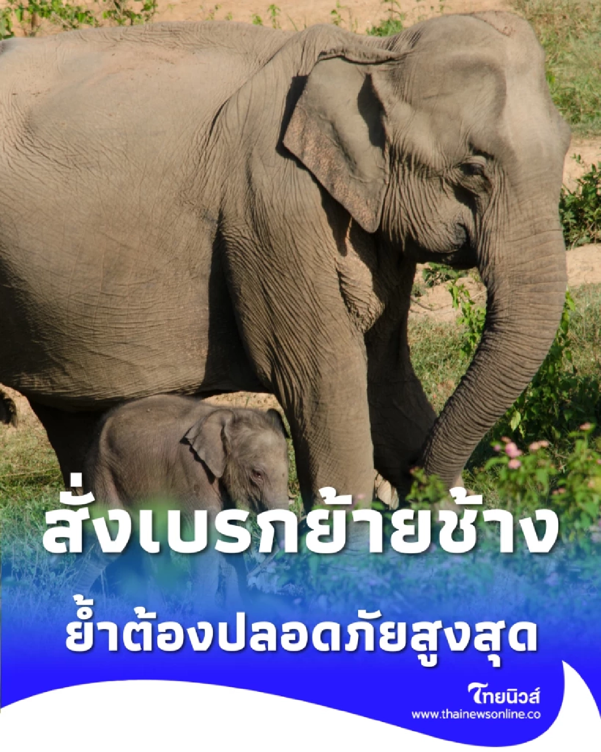 กรมอุทยานฯ สั่งเบรกย้ายช้างป่าทั่วประเทศ ย้ำต้องปลอดภัยสูงสุด