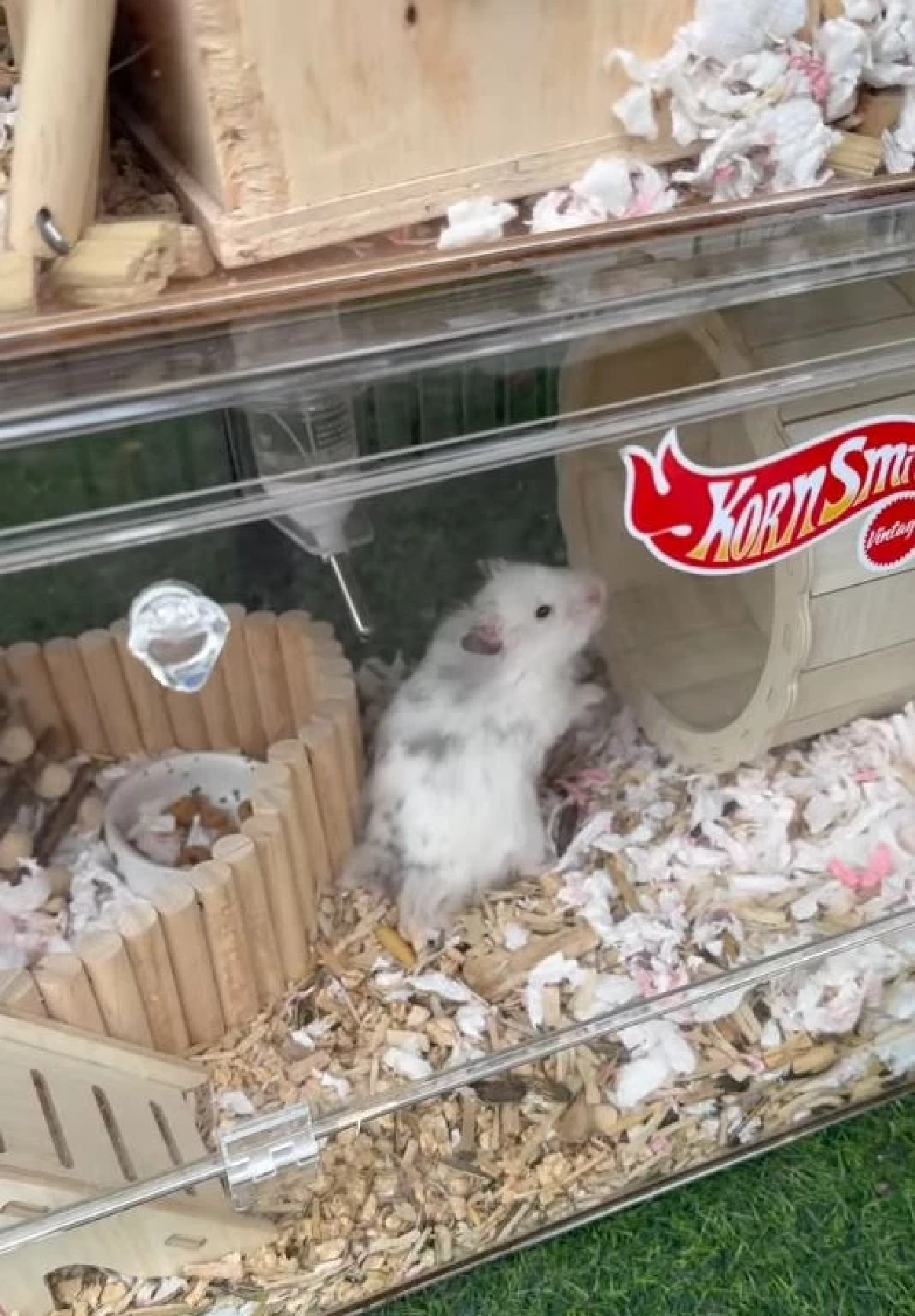 ทนดูไม่ได้ 2 ชีวิตถูกทิ้งตากแดดข้างกองขยะ สาวมาเจอไม่ปล่อยผ่าน