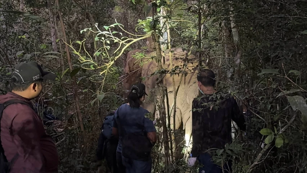 วินาทีถอดปลอกคอ GPS "สีดอปี๊ด" คืนสู่อิสรภาพครั้งใหญ่