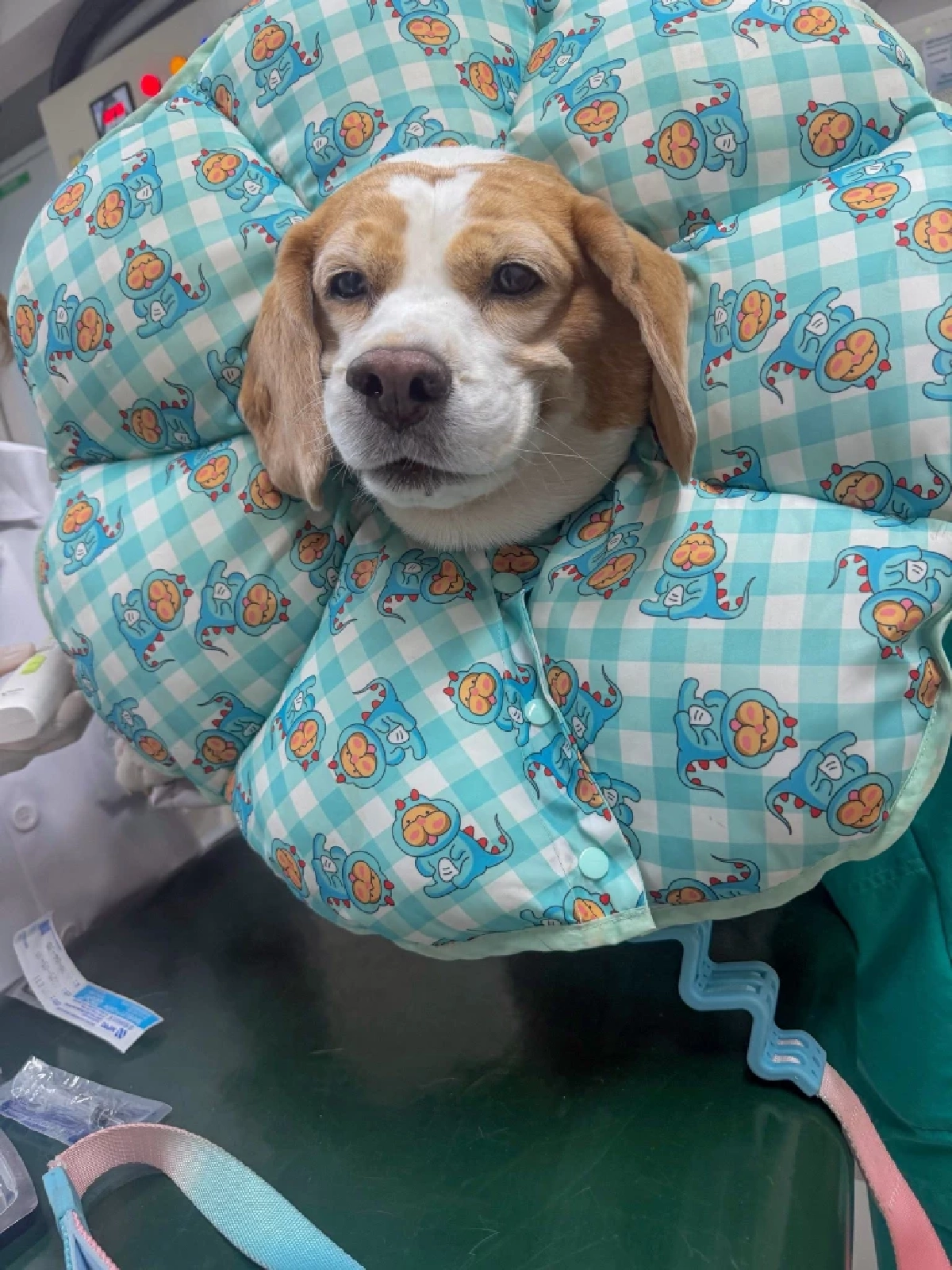 เปิดนาที "มู่ทู่" โดนกัด เจ้าของ ตัดสินใจเล่าตั้งแต่เริ่ม 