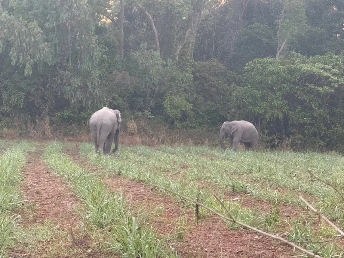 สั่งคุมเข้ม! 3 สีดอจอมป่วนบุกชายแดนกาบเชิง เจ้าหน้าที่เร่งผลักดันคืนป่า