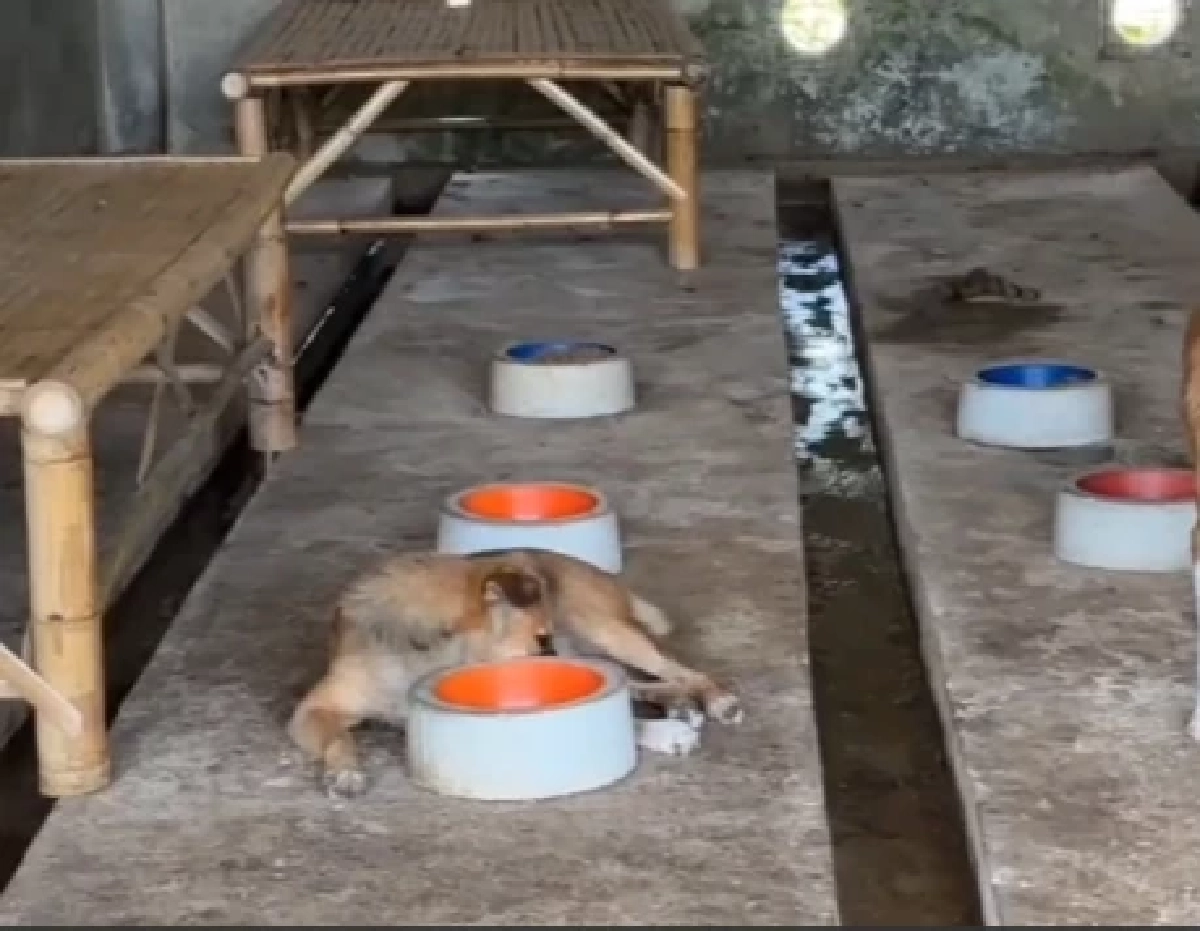 เดอะโฮป สงขลา จี้ปิดศูนย์พักพิงแม่ขรี พบสุนัขสุขภาพแย่