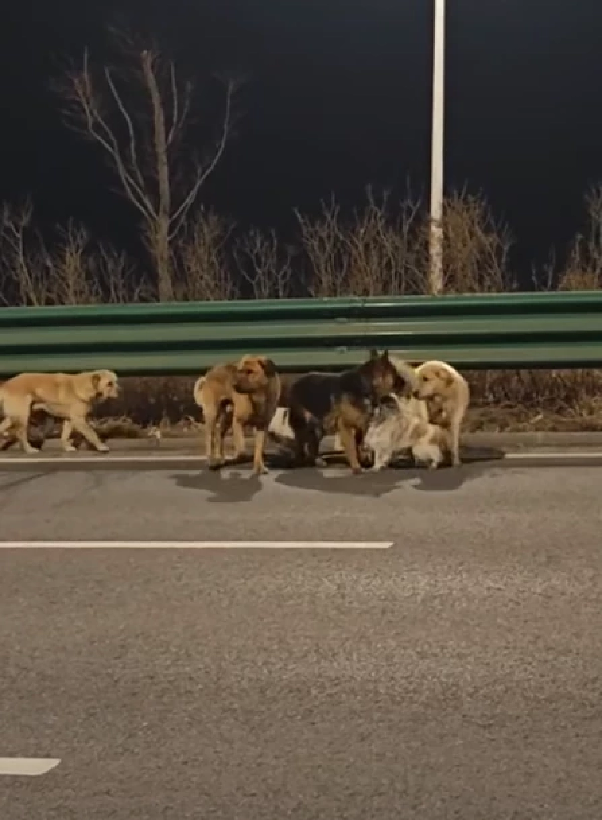 ไม่ทิ้งกัน สุนัข 7 ตัว ช่วยพาเพื่อนเจ็บหนีแก๊งลักหมา เดินไกล 17 กม.