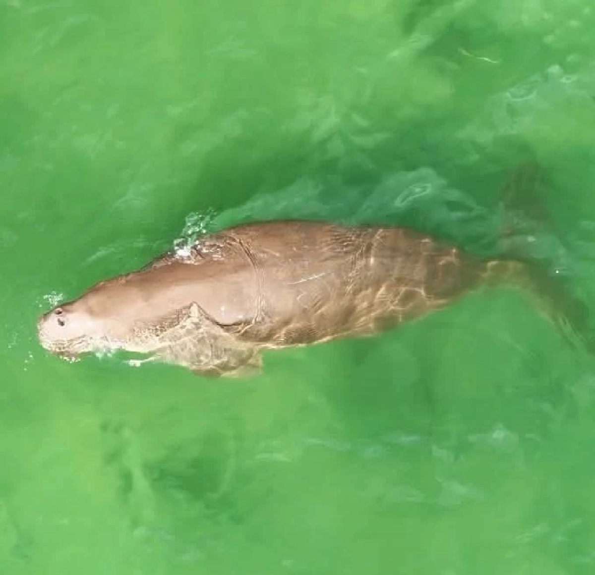 ศูนย์วิจัยฯ ตรัง ใช้โดรนพบพะยูน 3 ตัวที่หาดหยงหลำ สุขภาพดี