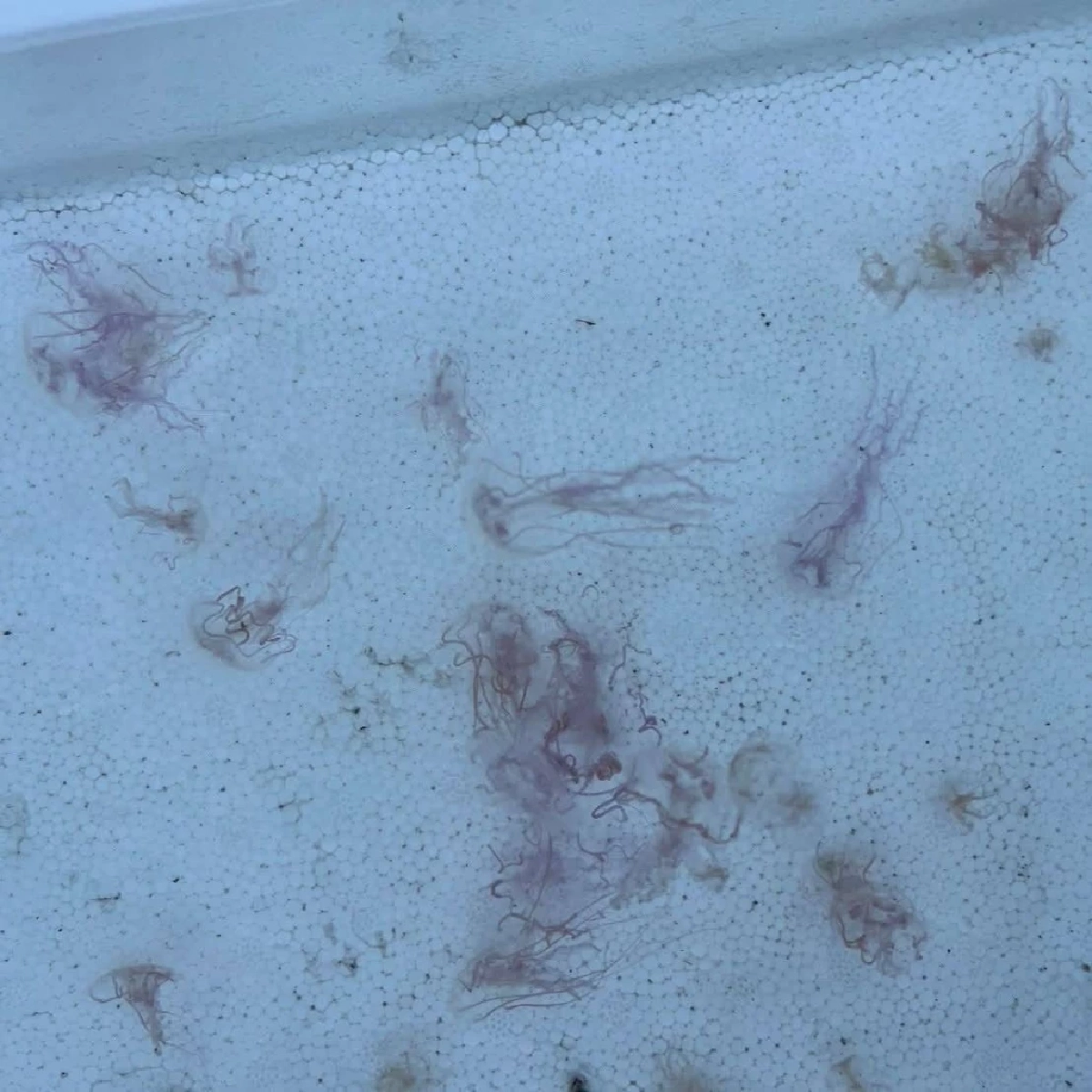 ภูเก็ตเตือน! แมงกะพรุนไฟบุกเกาะไม้ท่อน สั่งงดเล่นน้ำชั่วคราว