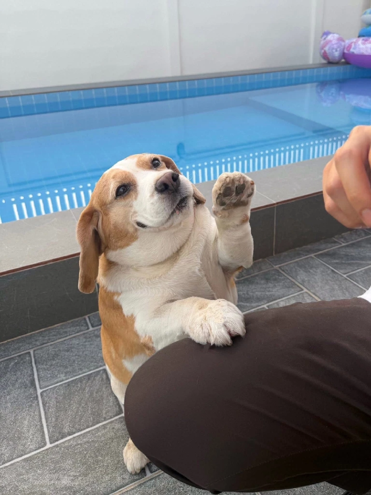 ส่งกำลังใจ "มู่ทู่" หมามีมดัง ป่วยมะเร็งเตรียมผ่าตัดโอกาสรอดน้อย