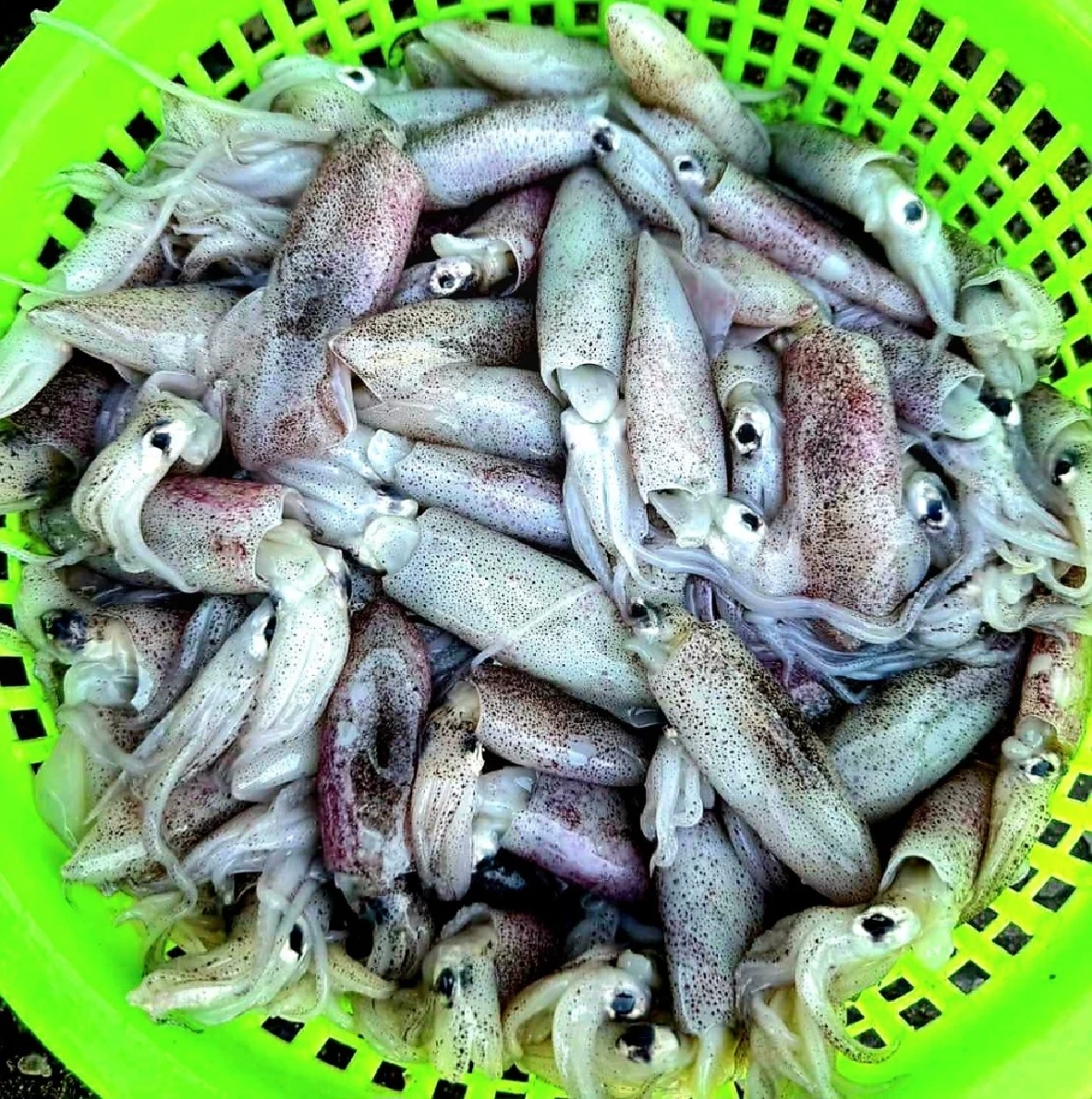 ช่วยชาวบ้าน! เจ๊เล็กทะเลสดเปิดขายราคาถูกสวนค่าน้ำมัน