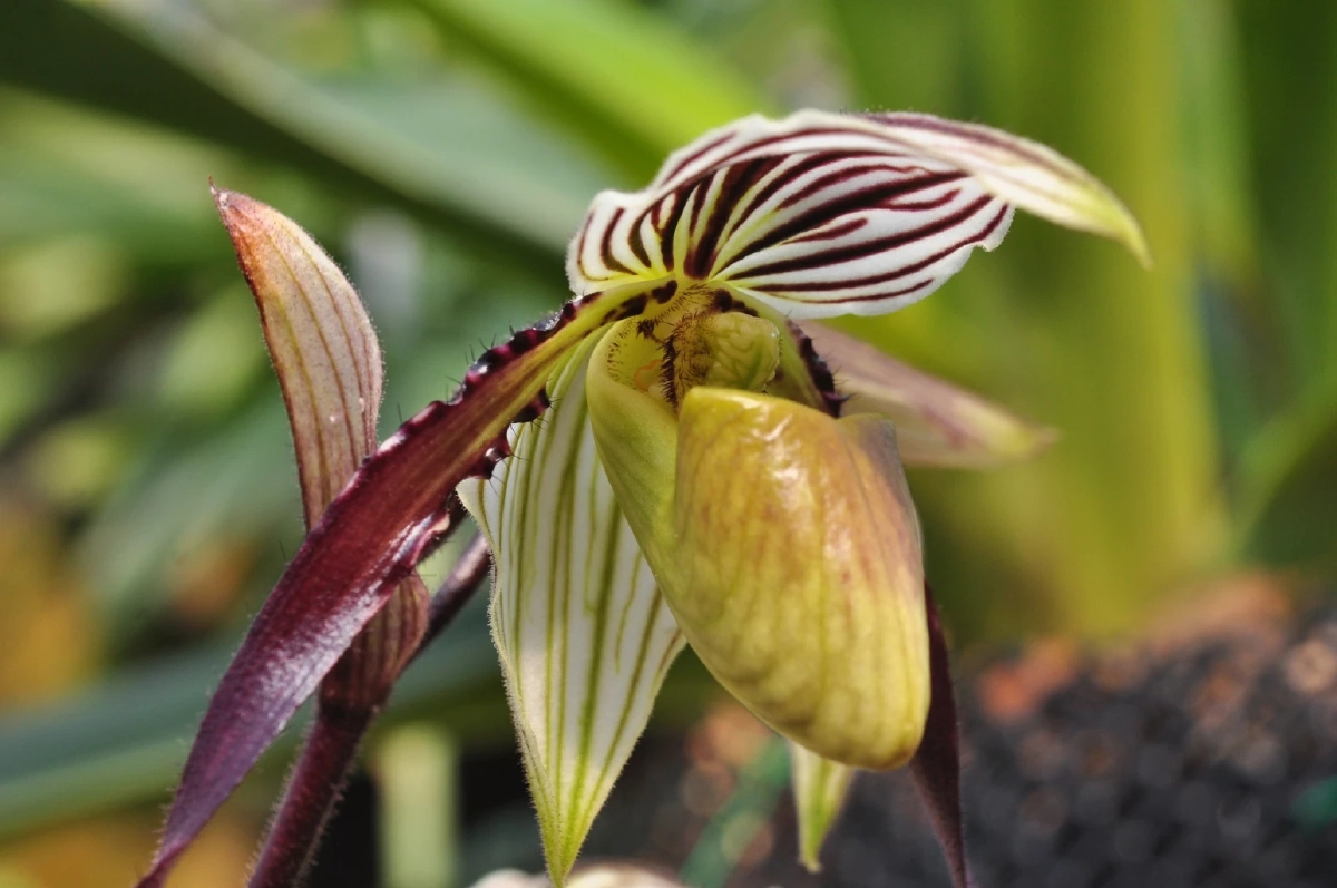 ชวนชมความงาม รองเท้านารีฟิลิปปินส์ กล้วยไม้หายากจากต่างแดน 