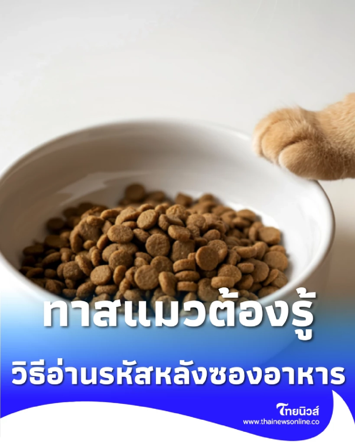 อย่าเพิ่งให้แมวกิน วิธีอ่านรหัสหลังซองอาหารเปียก ทาสแมวต้องรู้ก่อนสาย