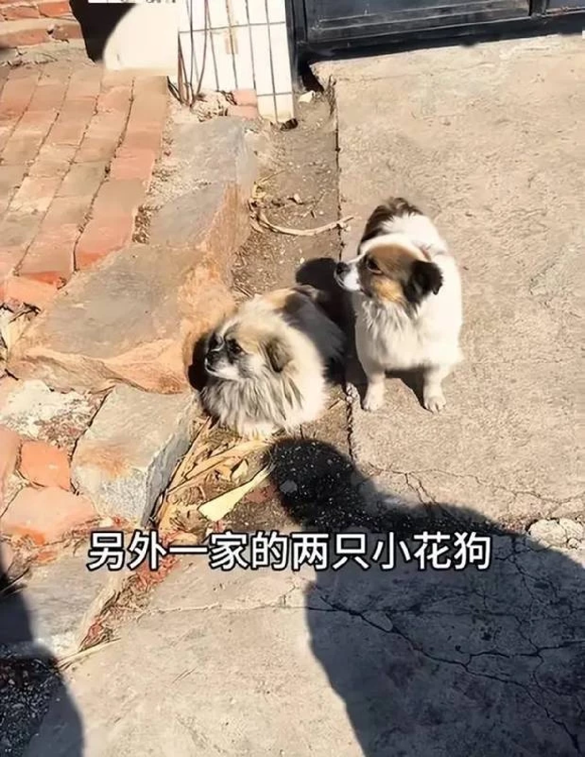 อัปเดตชีวิต 7 สุนัข เจ้าของเผยความจริงที่ไม่มีใครคาดคิด