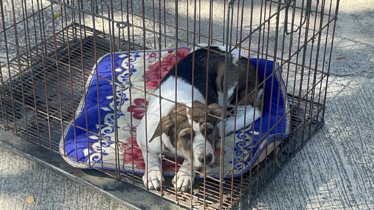 อธิบดีปศุสัตว์เปิดโครงการทำหมันสุนัข-แมวสกัดพิษสุนัขบ้า